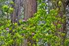 USA, California. Del Norte Redwoods State Park springtime with redwoods and rhododendrons Art Print